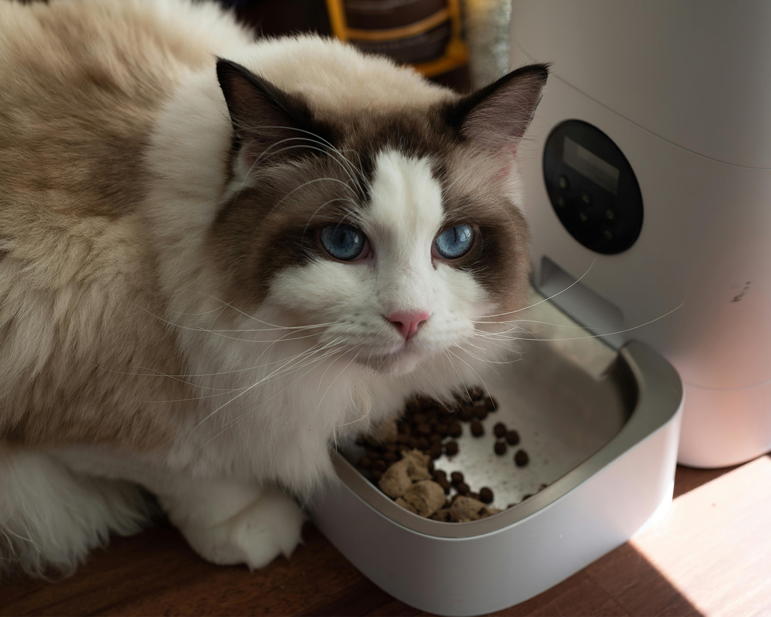 cat beside an automatic feeder