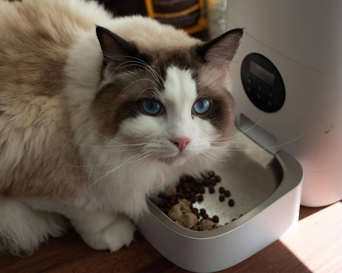 cat beside an automatic feeder