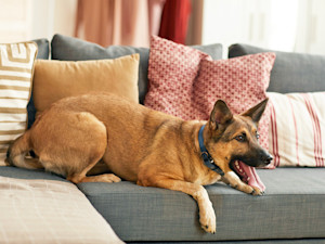 German Shepherd dog barking at the tv while laying on the couch.