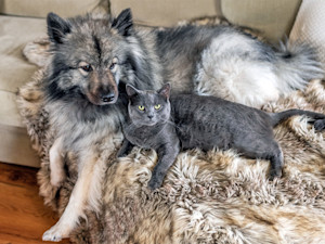 Cat and dog lounging on the couch.