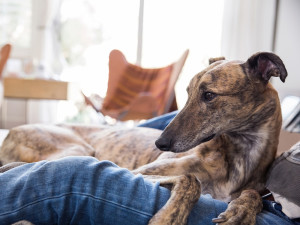 A greyhound dog lying on a bed with its paws draped over a persons lap. 