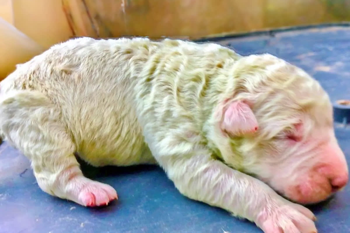 a green puppy named Pistachio born in Italy in 2020