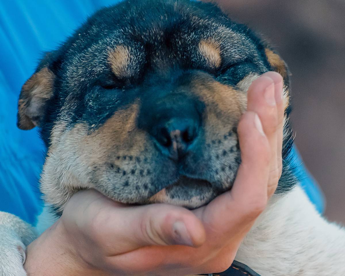 a close up image of a puppy's face looking sad and swollen