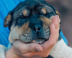 a close up image of a puppy's face looking sad and swollen