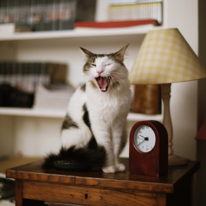 White-and-brown cat sitting on a side table by a lamp with their mouth open, gagging