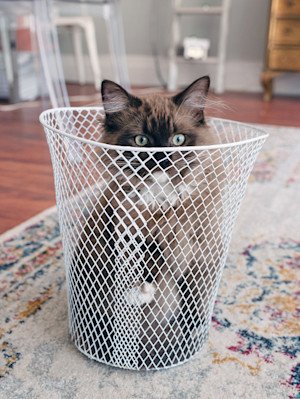 Kitten in a dustbin