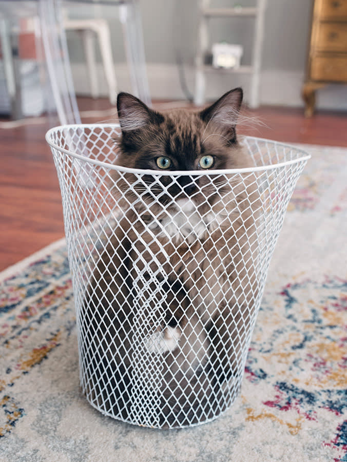 Kitten in a dustbin