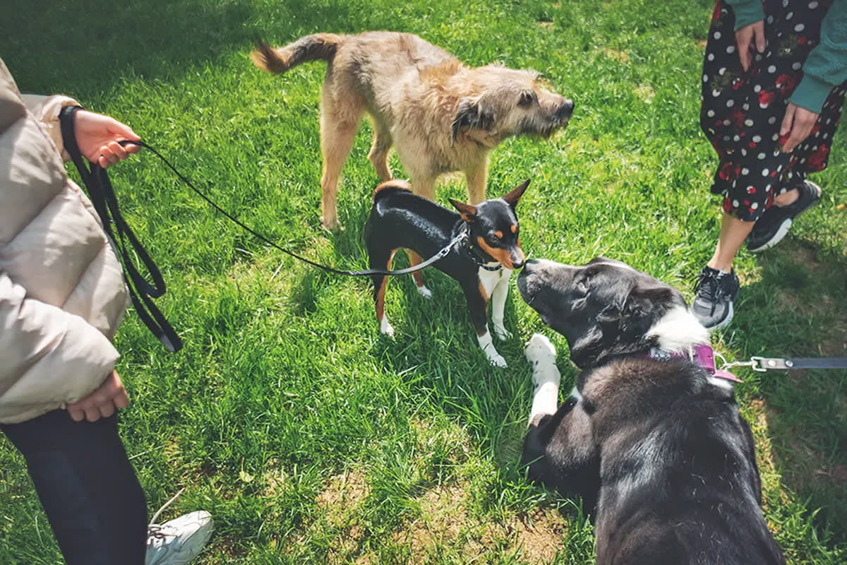 dogs sniffing each other at social gathering