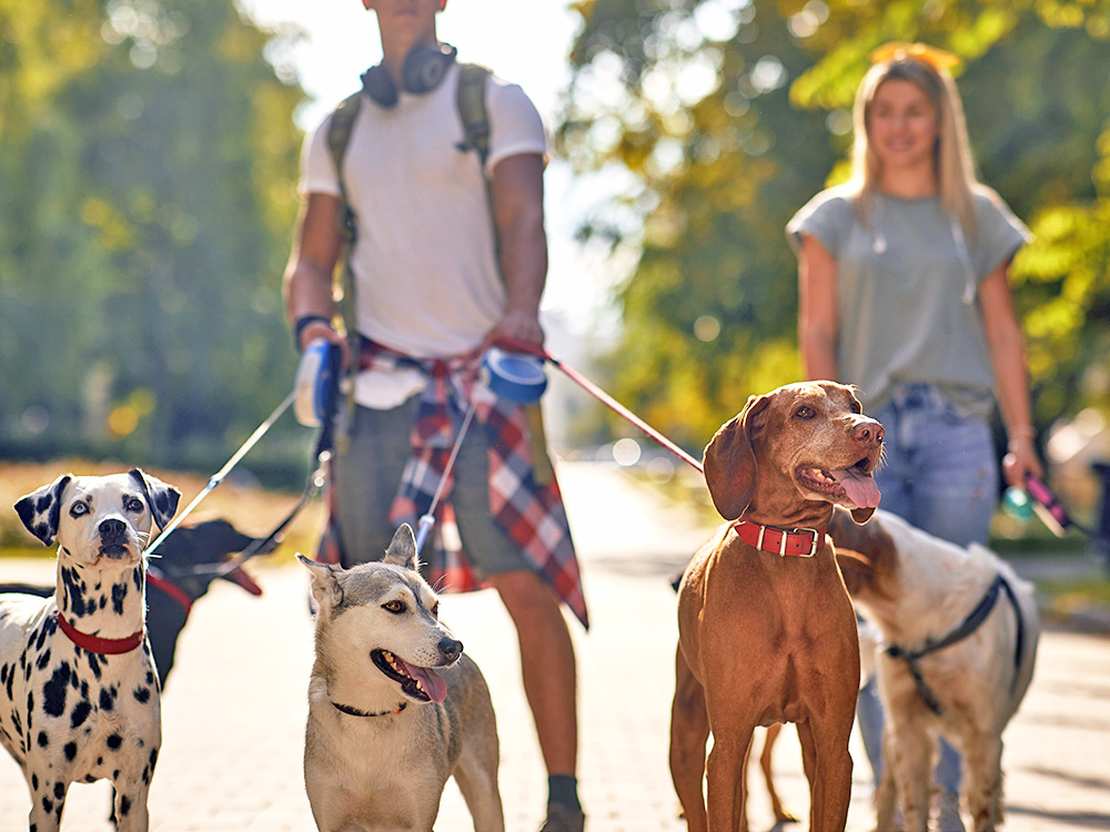 People walking a pack of dogs outside.