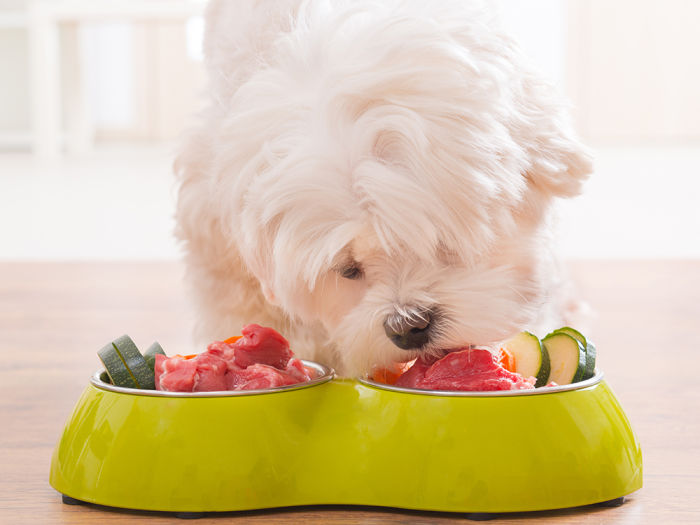 White terrier eating fresh dog food