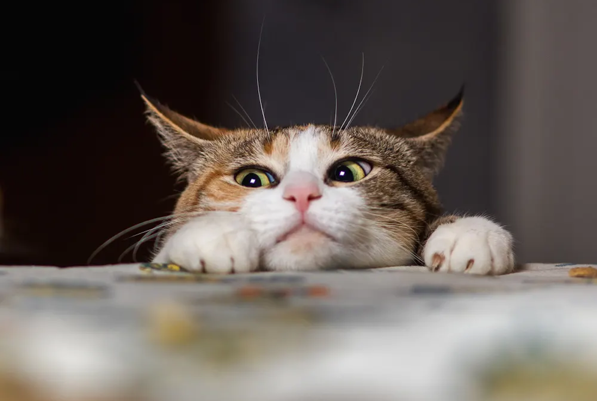 Cat stalking