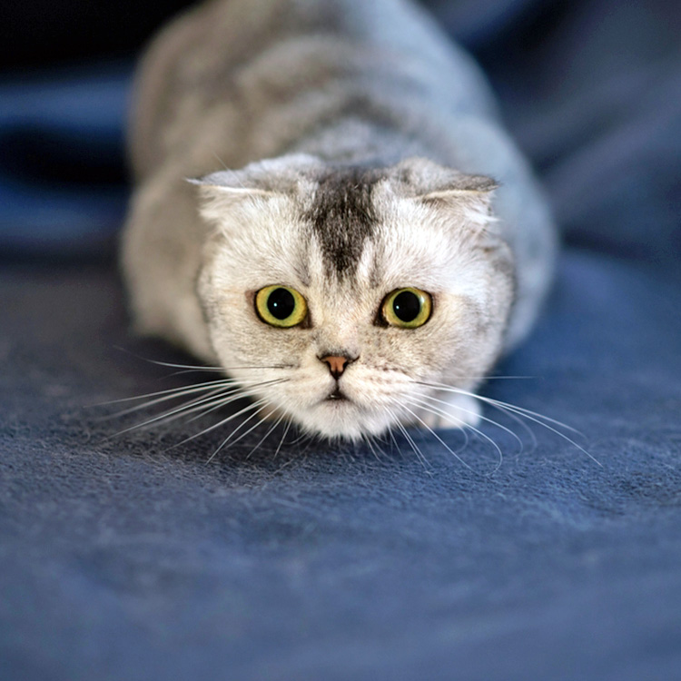 Cat at home with big pupils.
