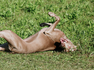 Cute weimaraner dog lying on lawn and scratching its back