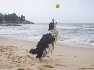 Shepherd dog playing with yellow ball at the beach