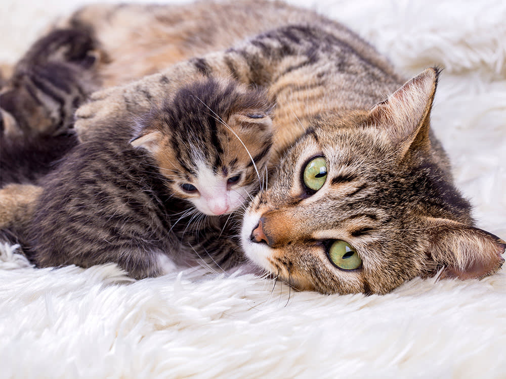 Cat Breeders: 28 Questions You Should Ask for Cat Breeders