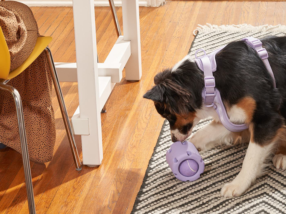 The Wild One Tennis Tumble Toy is Perfect for Remote Working Pup