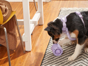 A dog playing with  The Tennis Tumble toy in lilac from Wild One while wearing a harness of a matching color