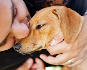 dog cuddling human