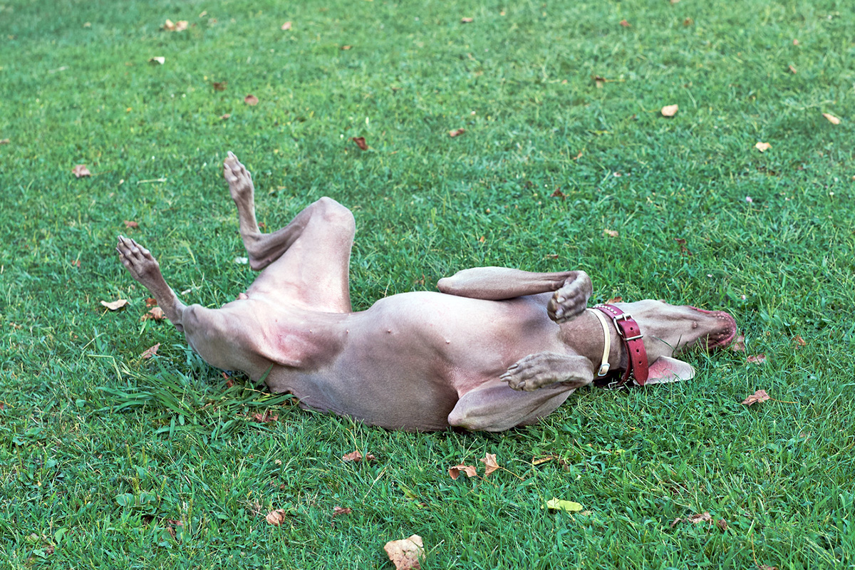 dog rolling on back