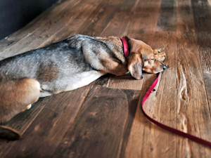 dog wearing leash lying down
