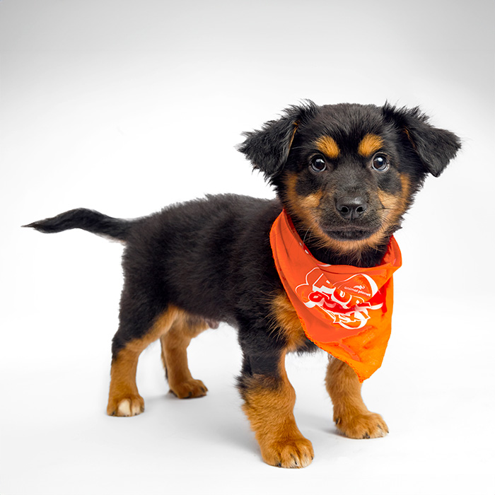 Enrique Puppy Bowl 2025