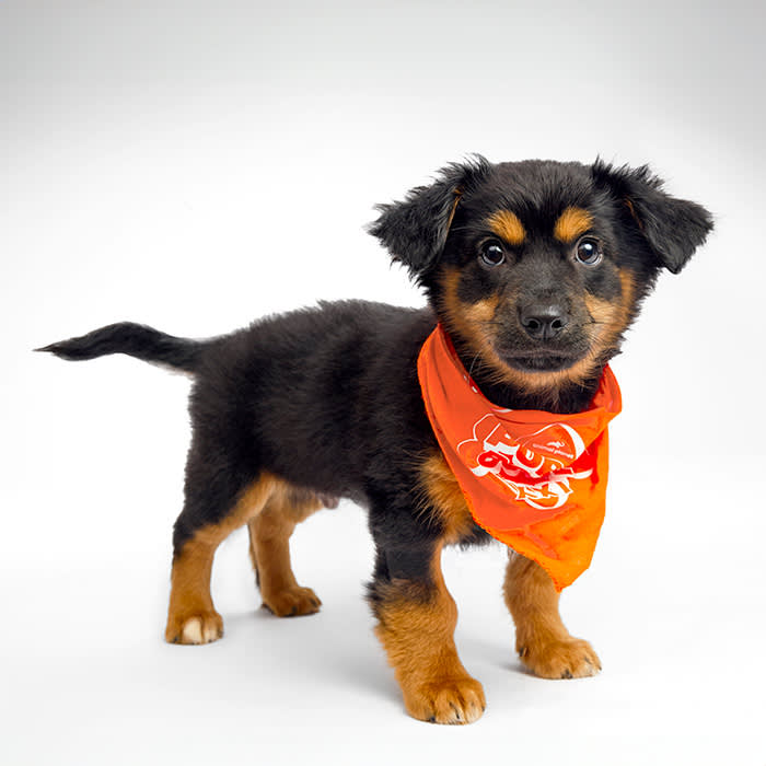 Enrique Puppy Bowl 2025