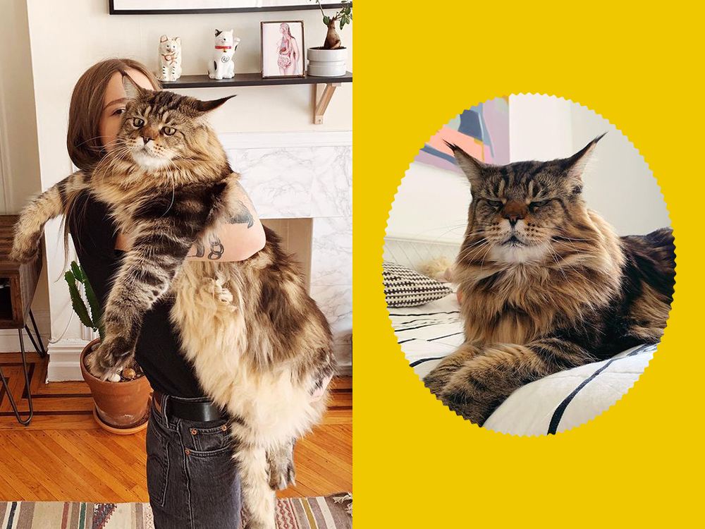 Katya Krasnova cat tattoos