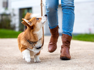 Corgi puppy on a leash from a woman.