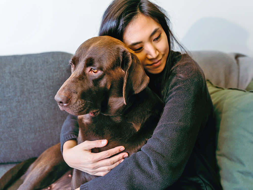 Woman holding brown chocolate lab dog.