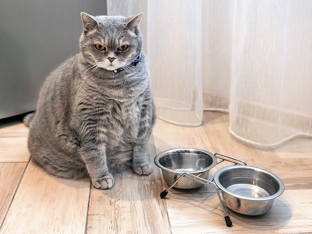 Fat gray cat waiting by empty food bowls at home.