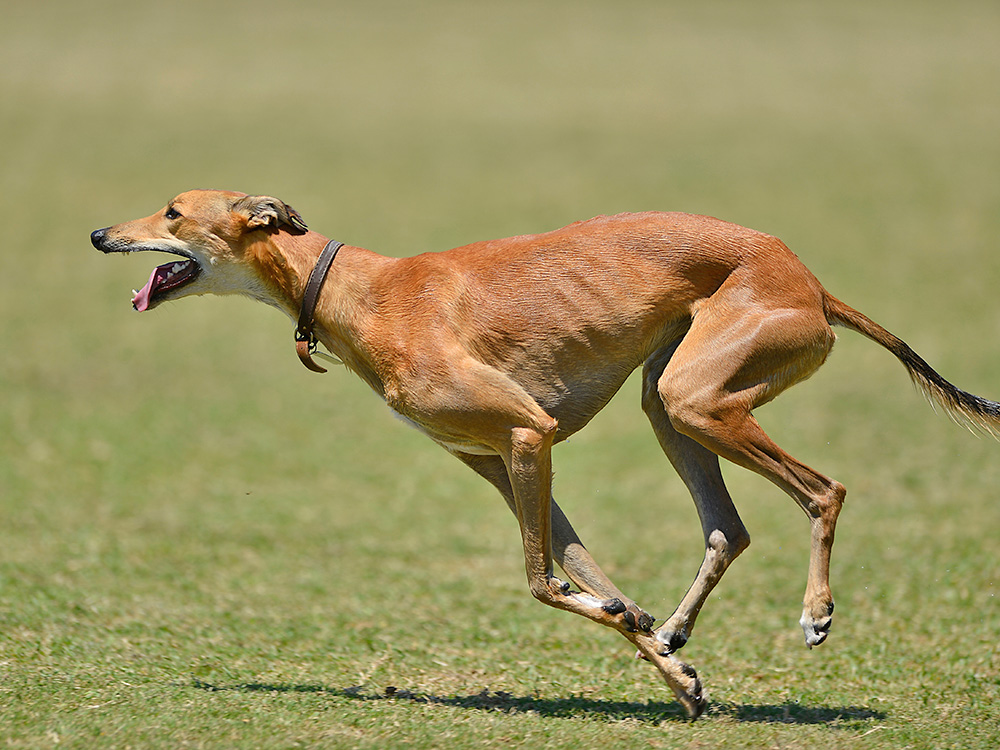 a Greyhound running