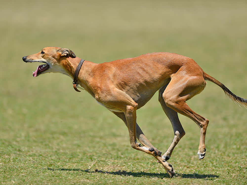 a Greyhound running