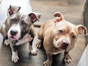 Two Pit Bull dogs listening at home.