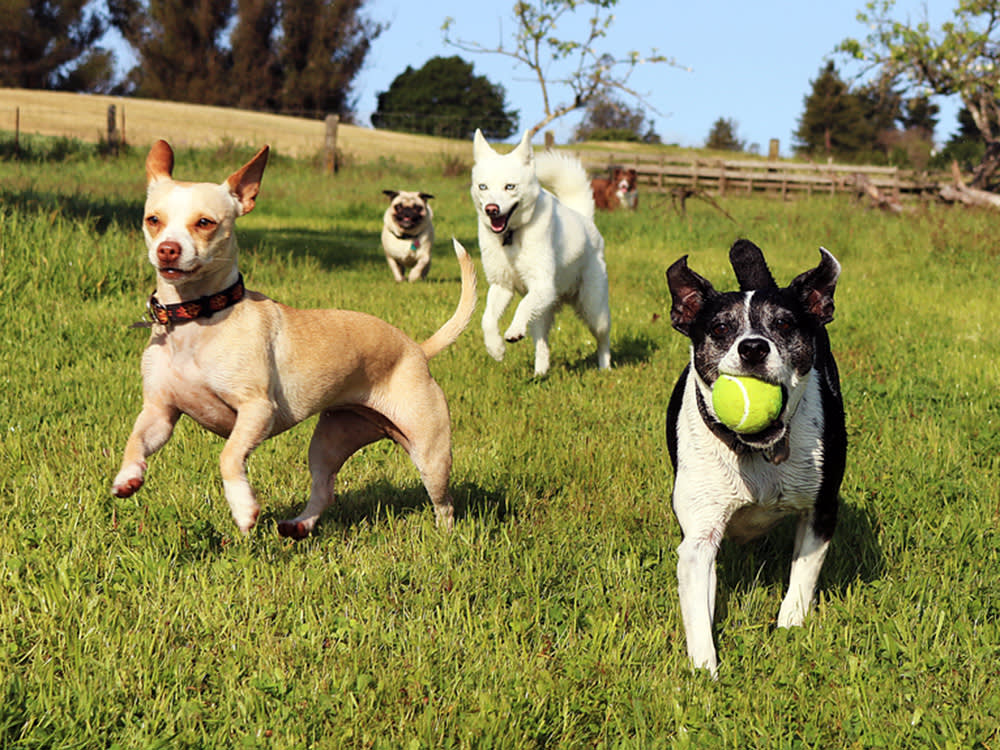 A group of dogs running towards the camera in a green field