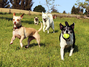A group of dogs running towards the camera in a green field