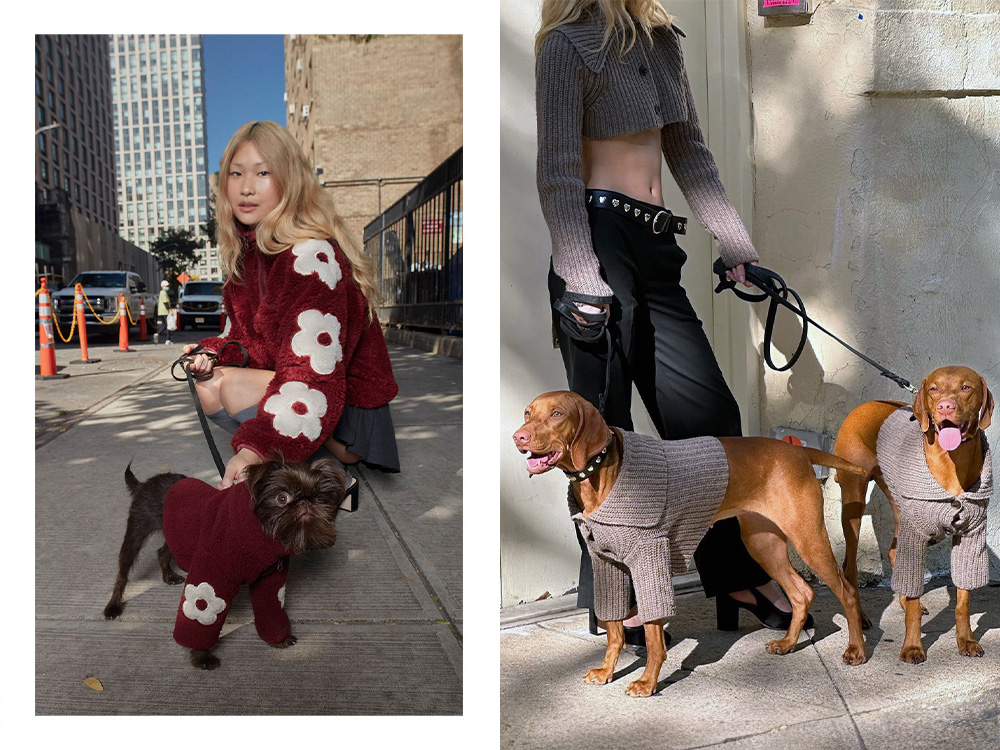 a dog and person in a matching floral sweater; a dog and person in matching gray sweaters 