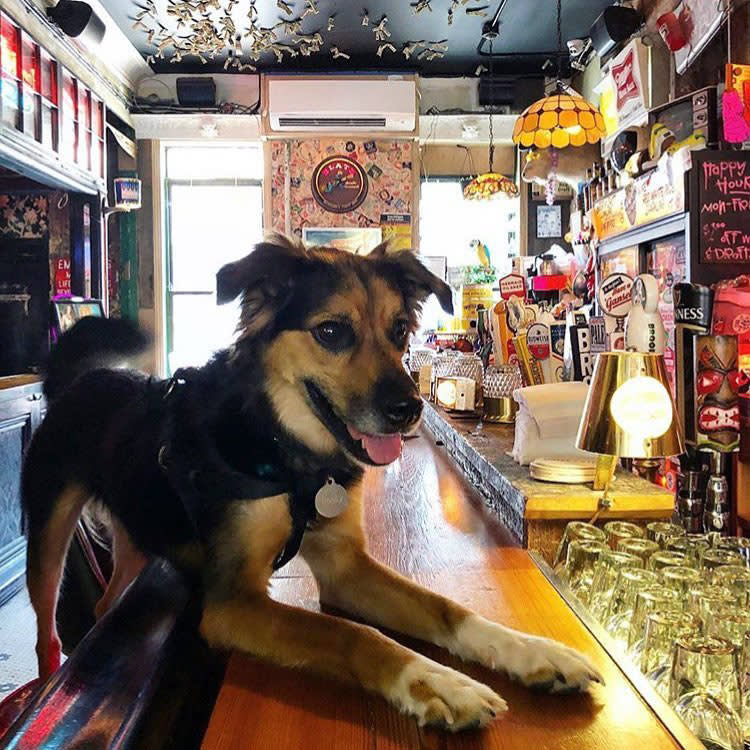 a dog at Do or Dive bar