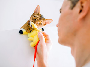 cat playing with pikachu toy