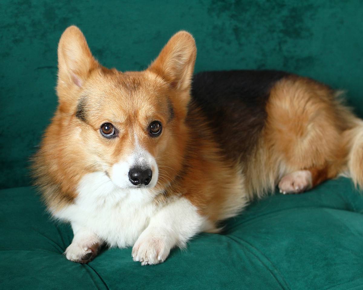 Corgi on a sofa
