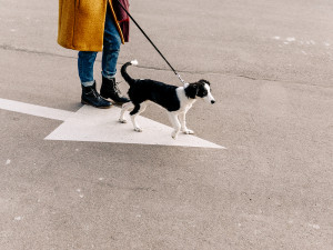 Person walking their dog in the street