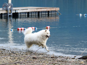 Samoyed running by lake
