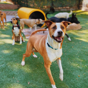 Dogs play outside at summer camp.