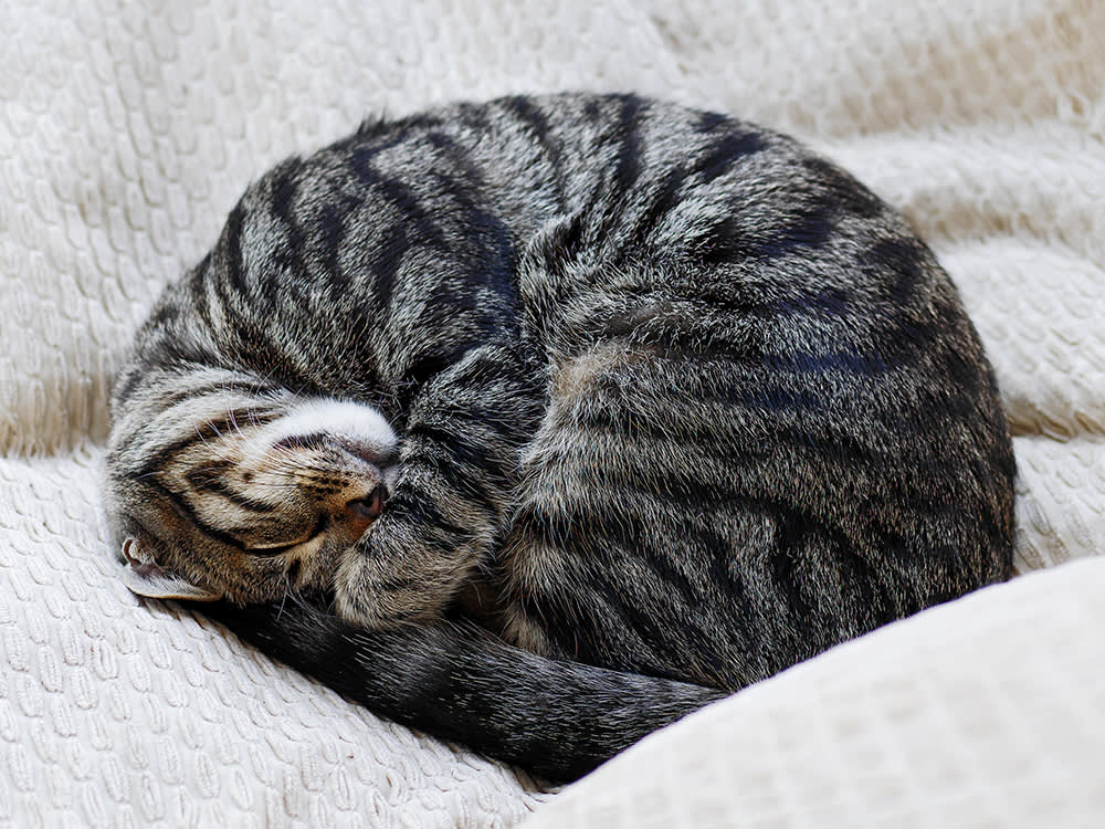 Why Do Cats Sleep So Much? · The Wildest