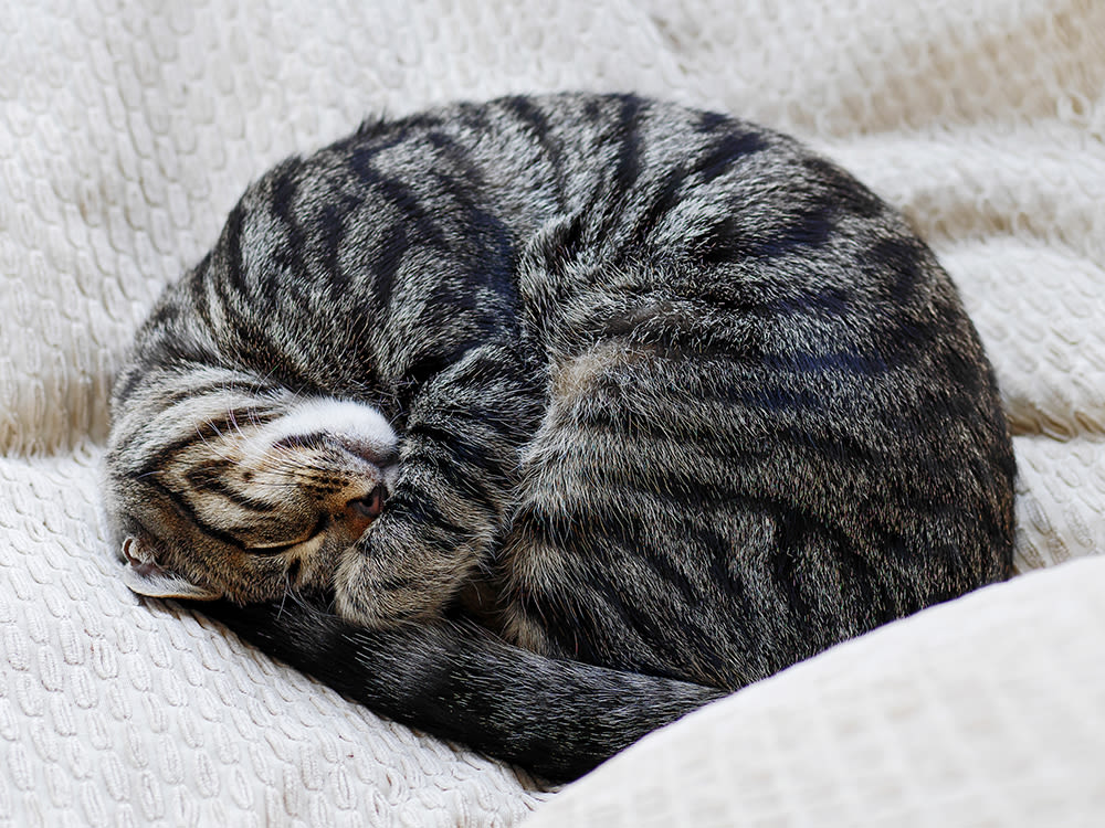 Curled up tabby cat sleeping on pillows
