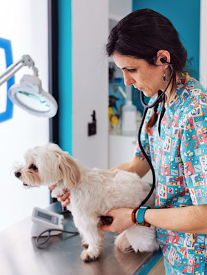 a veterinarian giving a small white dog an exam on an examination table