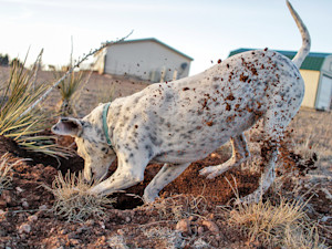 Dog digging outside in the dirt.