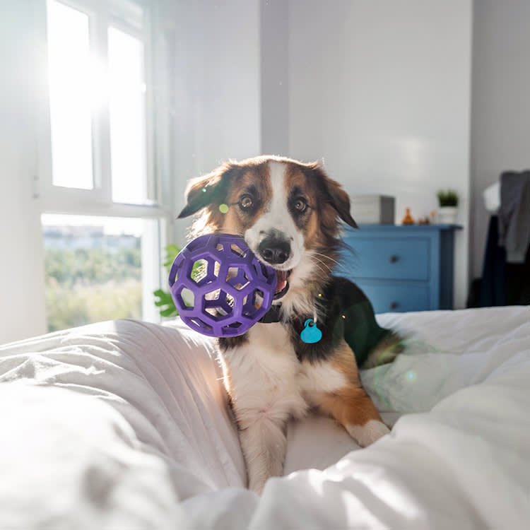 Dog playing with a toy in bed.
