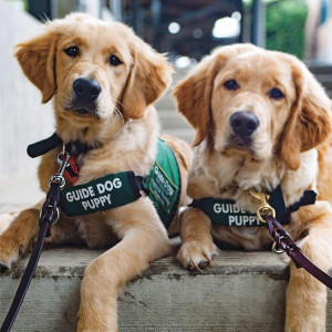 Two guide dog puppies in training for Guide Dogs for the Blind