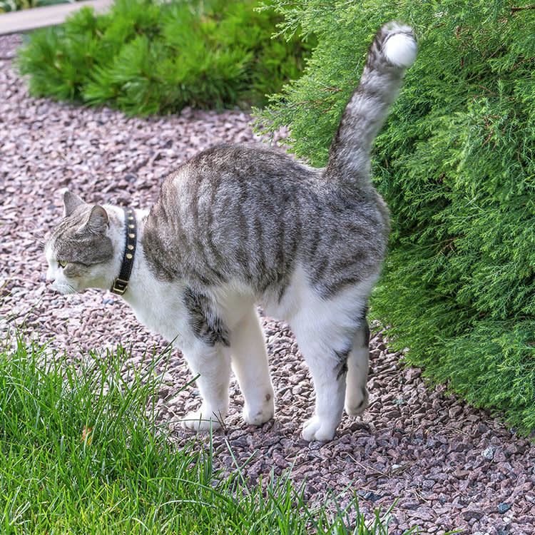 Male cat spraying outside.