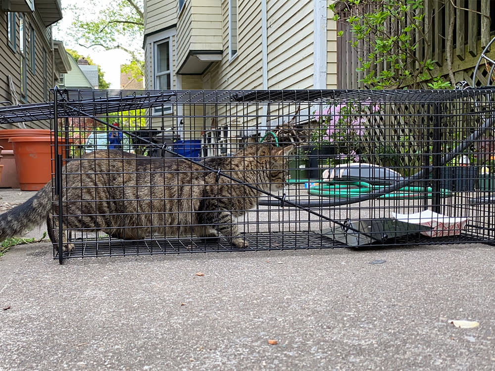 A cat inside a crate